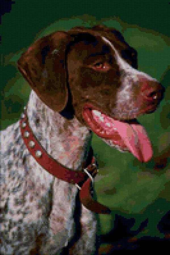 №24819 - собаки - предпросмотр