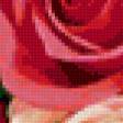 Предпросмотр схемы вышивки «розы» (№25008)
