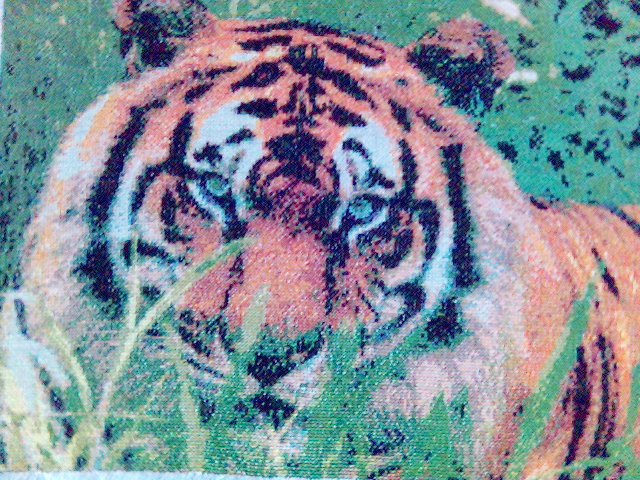 Тигр - тигр - оригинал