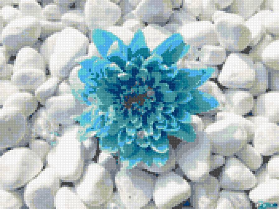 Цветок на камнях - цветок - предпросмотр