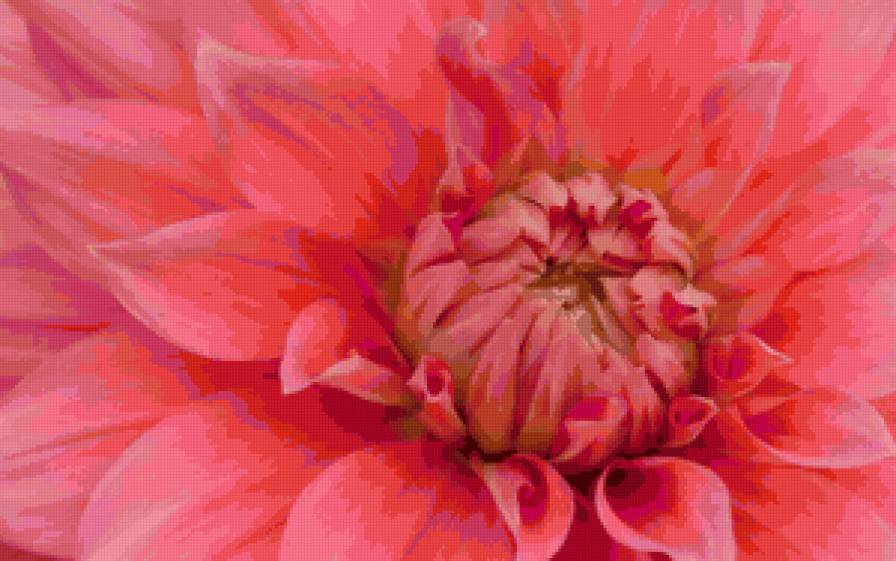 георгин - цветы - предпросмотр