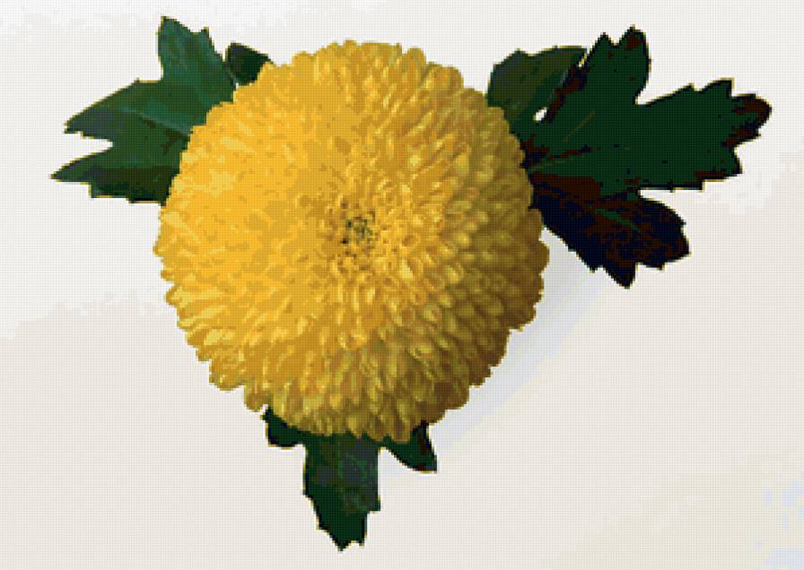 желтый цветок - цветы - предпросмотр