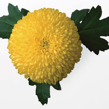 Схема вышивки «желтый цветок»