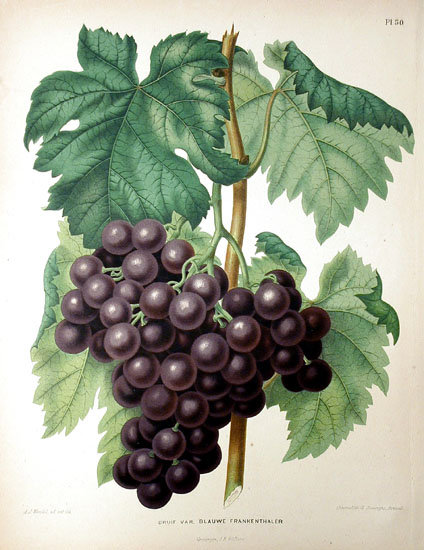 черный виноград - картина, кухня - оригинал
