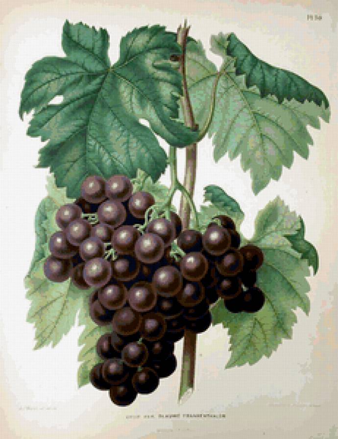 черный виноград - кухня, картина - предпросмотр