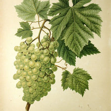 белый виноград