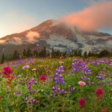 Схема вышивки «№25497»