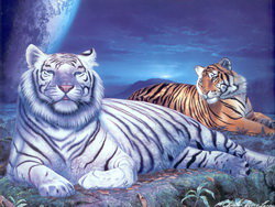 тигры - тигры - оригинал