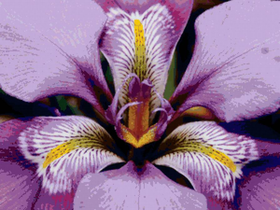 ирис - ирисы, цветок - предпросмотр