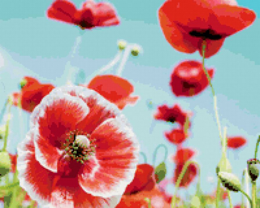 маки в поле - цветы, маки - предпросмотр