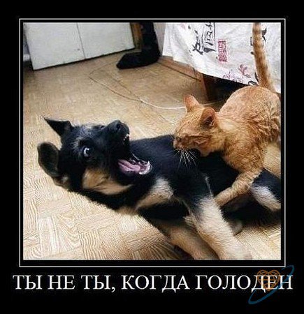 Любовь - объятия, голод, пес, кот - оригинал