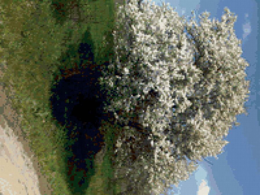 Цветущая вишня - вишня, весна, цветок - предпросмотр