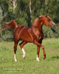 Лошадка - конь, животные, лошадь, зелень - оригинал