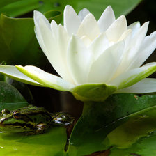 цветок на воде с лягушкой