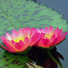 Схема вышивки «цветы на воде»