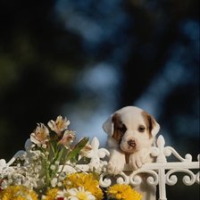 Схема вышивки «№26325»