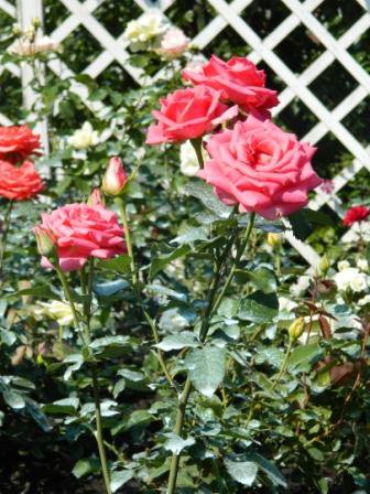 розы - природа, цветы - оригинал