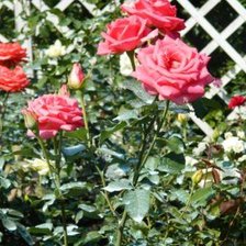Оригинал схемы вышивки «розы» (№26375)