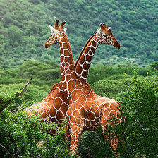 Схема вышивки «№26719»