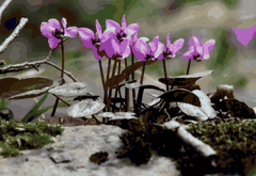 Цветы - цветы - предпросмотр