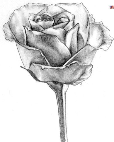 роза - розы, букет, цветы, природа - оригинал