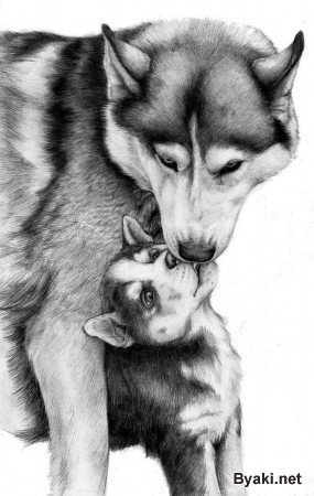 семья - волки, животные, семья - оригинал