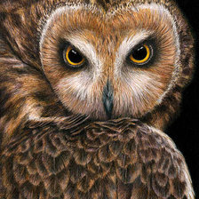 Схема вышивки «Филин»