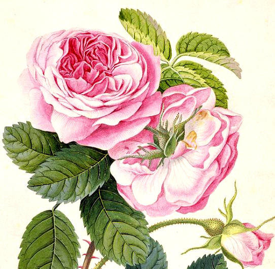 №27136 - ваза, букет, цветы, розы - оригинал