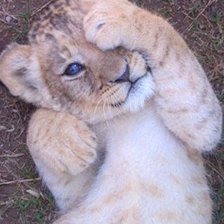 Схема вышивки «спрятался»