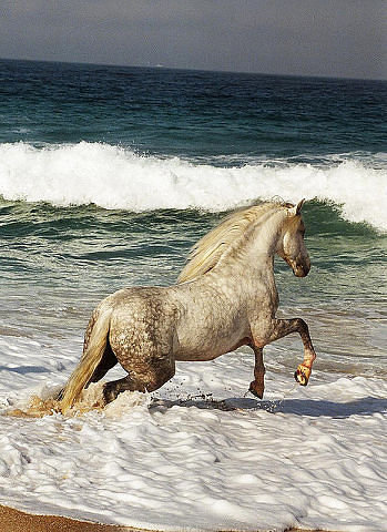 бегущая по волнам - лошадь, море - оригинал
