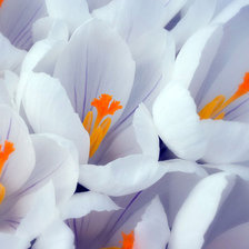 нежные белые цветочки