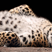 Схема вышивки «Леопард на отдыхе))»