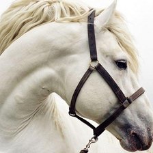 Оригинал схемы вышивки «Белая лошадь» (№28378)