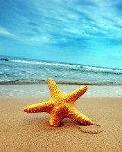 Море-звезда - море-звезда - оригинал