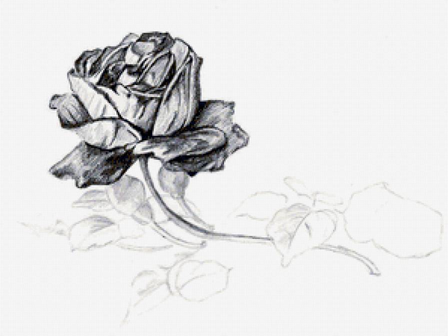 роза - букет, розы, природа, цветы - предпросмотр