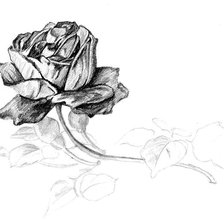 Оригинал схемы вышивки «роза» (№28552)
