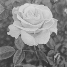 Оригинал схемы вышивки «роза» (№28596)