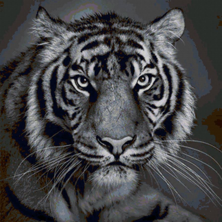 тигр - хищник, тигр, животные - предпросмотр