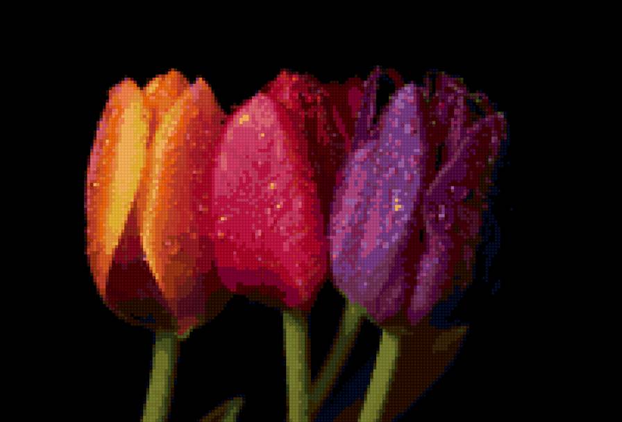 Три тюльпана - тюлпаны - предпросмотр