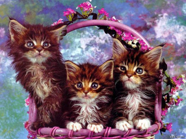 Котята в корзинке - корзинка, животные, котята - оригинал