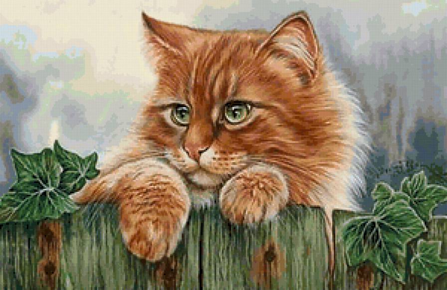 котик - животные - предпросмотр