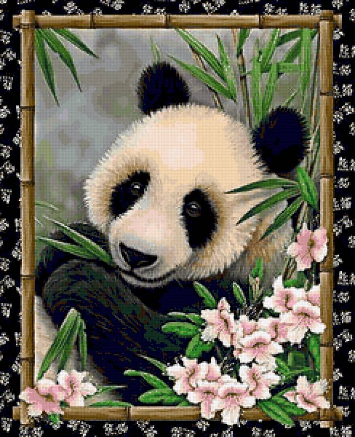 панда - животные - предпросмотр