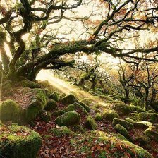 Схема вышивки «Древний лес Уистман, Англия»