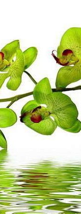 Орхидея 3 - цветы, триптих - оригинал