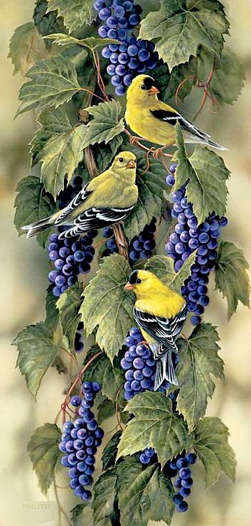 Желтые птички - птицы - оригинал