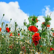 Схема вышивки «Маки»