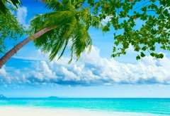 морской пейзаж с пальмой - море, пальма - оригинал