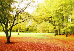 осенний пейзаж - деревья, осень, пейзаж, парк - оригинал
