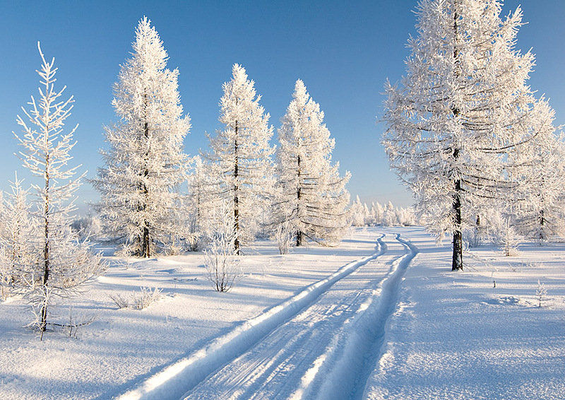Зима - лес, природа, зима - оригинал