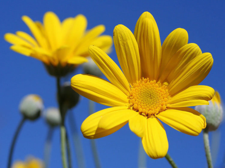 желтые цветы - небо, лето, цветы - оригинал
